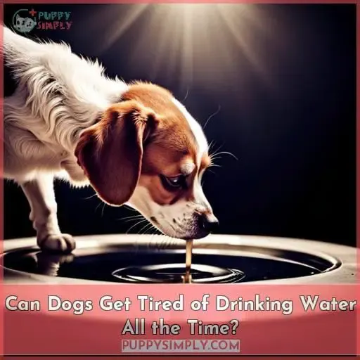 Can Dogs Get Tired of Drinking Water All the Time?