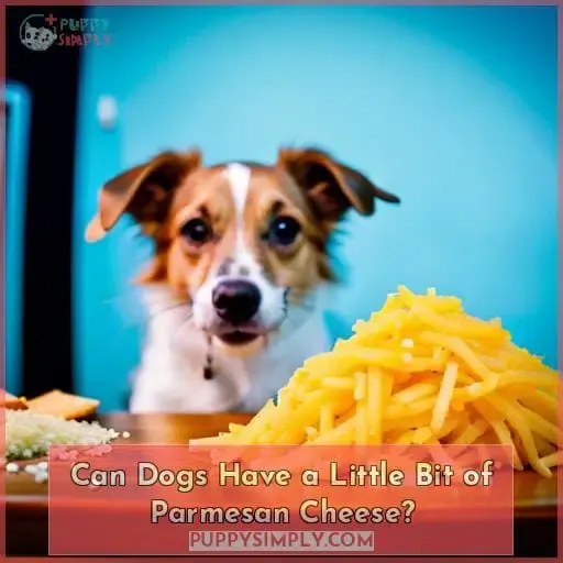 Can Dogs Have a Little Bit of Parmesan Cheese?