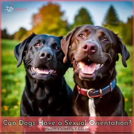 Can Dogs Have a Sexual Orientation