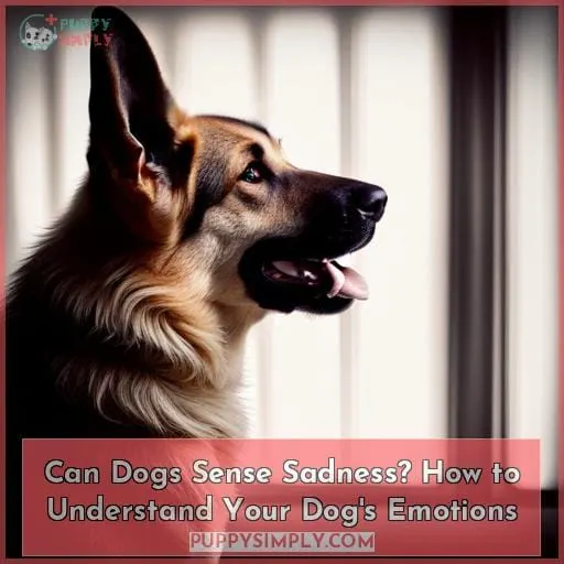 can dogs sense sadness