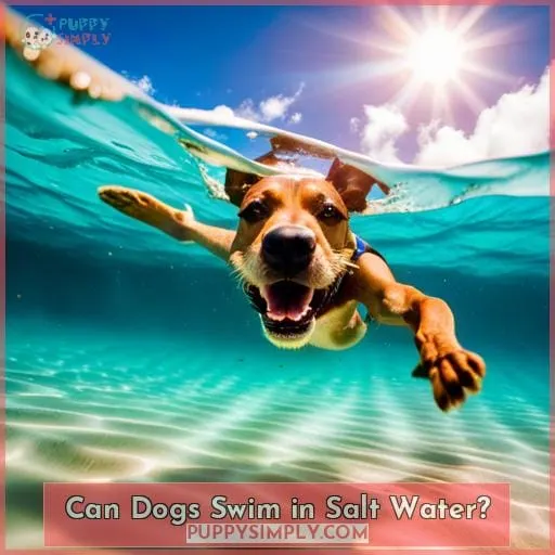 Can Dogs Swim in Salt Water?