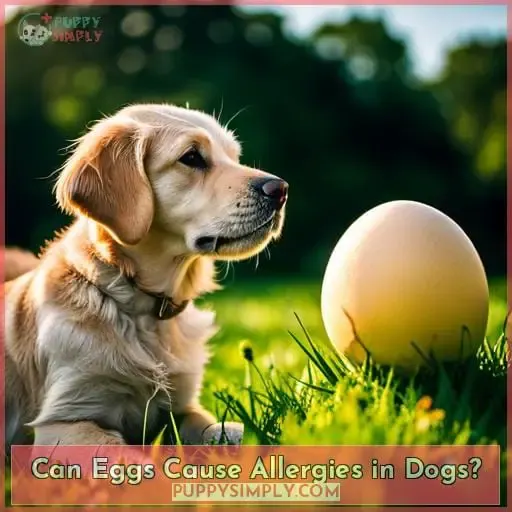 Can Eggs Cause Allergies in Dogs