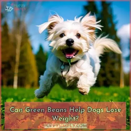 Can Green Beans Help Dogs Lose Weight?