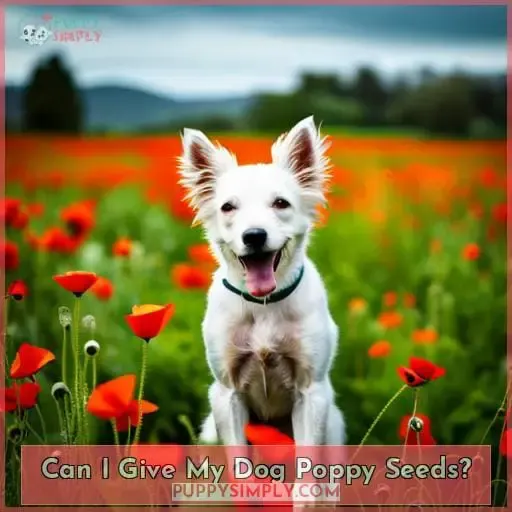 Can I Give My Dog Poppy Seeds?