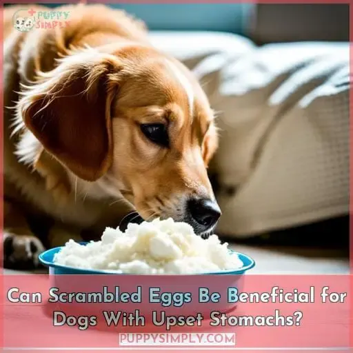 Can Scrambled Eggs Be Beneficial for Dogs With Upset Stomachs