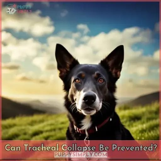 Can Tracheal Collapse Be Prevented