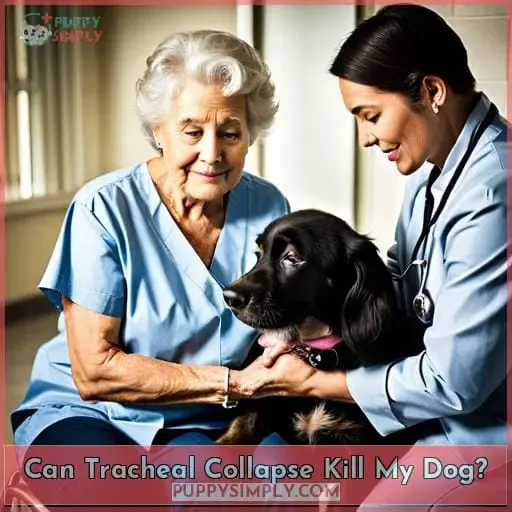 Can Tracheal Collapse Kill My Dog