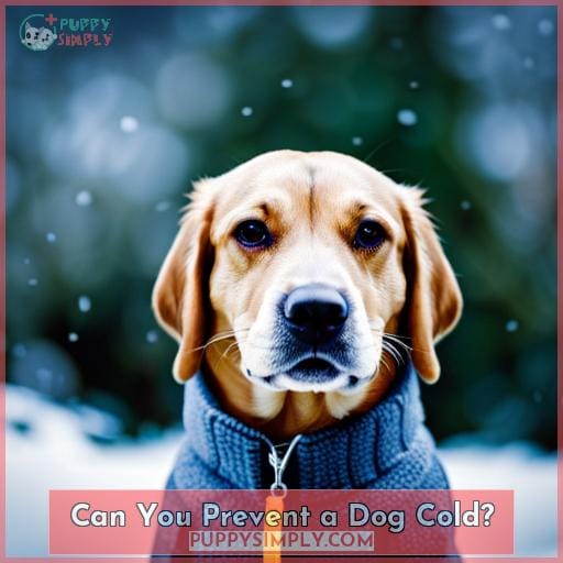 Can You Prevent a Dog Cold?