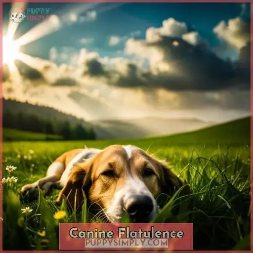 Canine Flatulence