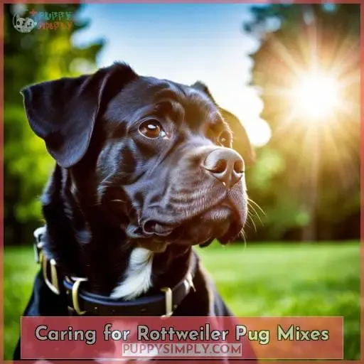 Caring for Rottweiler Pug Mixes