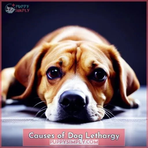 Causes of Dog Lethargy