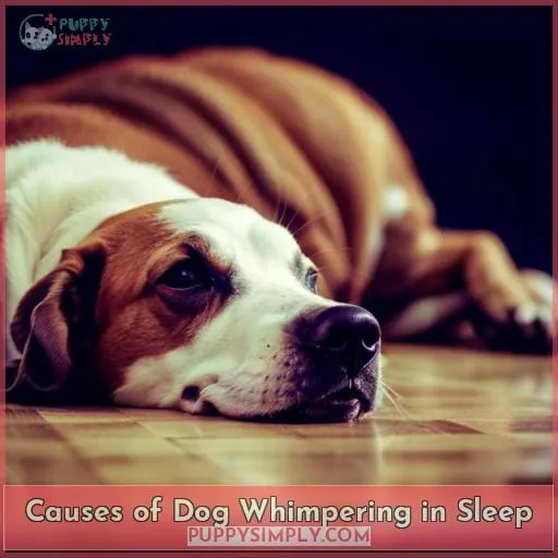 Causes of Dog Whimpering in Sleep