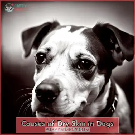 Causes of Dry Skin in Dogs