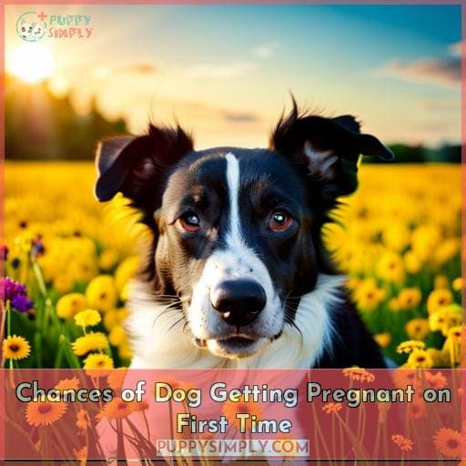 Chances of Dog Getting Pregnant on First Time Chances of Dog Getting Pregnant on First Time