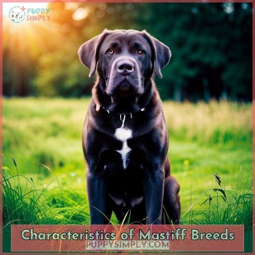 Characteristics of Mastiff Breeds