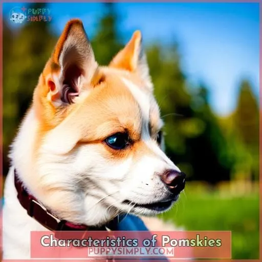 Characteristics of Pomskies