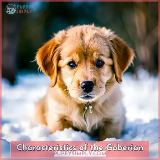 Characteristics of the Goberian