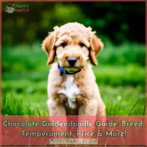 chocolate goldendoodle