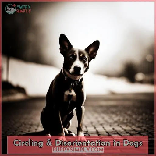 Circling & Disorientation in Dogs