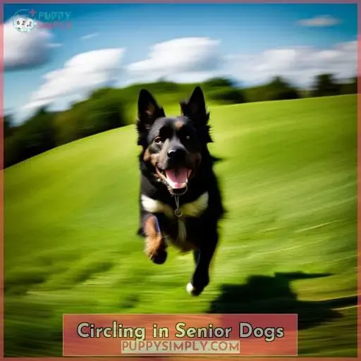 Circling in Senior Dogs