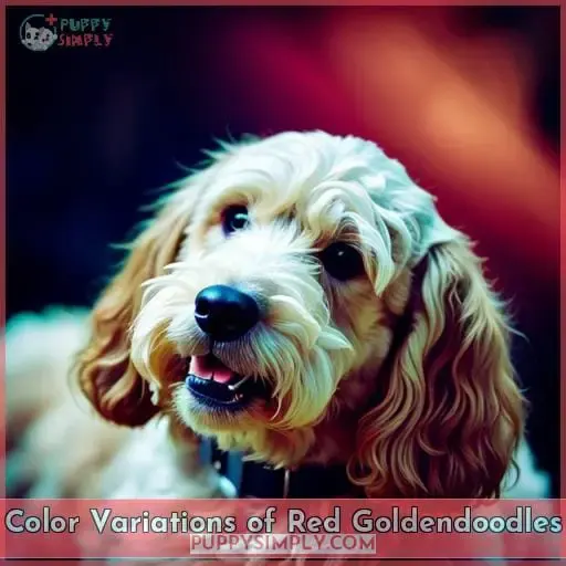 Color Variations of Red Goldendoodles