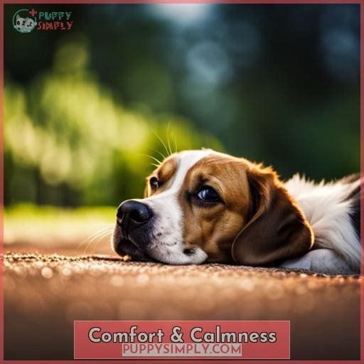Comfort & Calmness