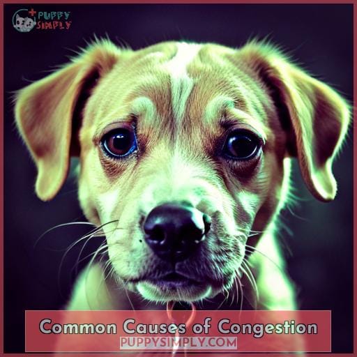Common Causes of Congestion