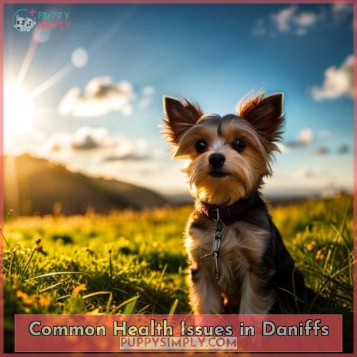 Common Health Issues in Daniffs Common Health Issues in Daniffs