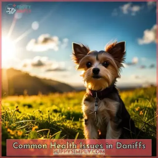 Common Health Issues in Daniffs