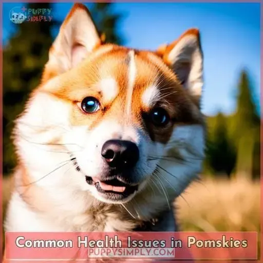 Common Health Issues in Pomskies