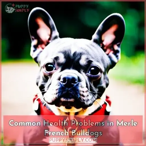 Common Health Problems in Merle French Bulldogs