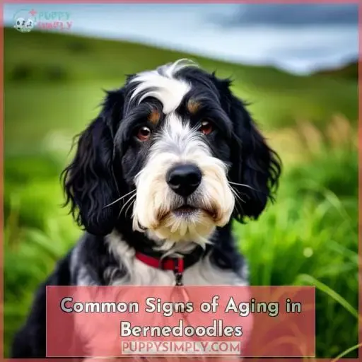 Common Signs of Aging in Bernedoodles