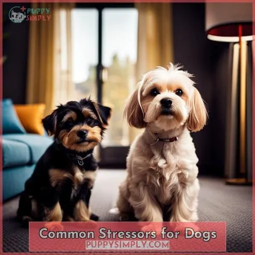 Common Stressors for Dogs