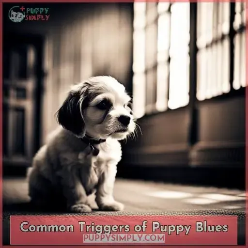 Common Triggers of Puppy Blues