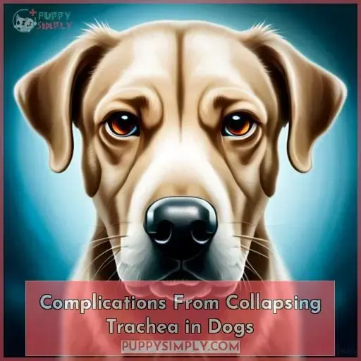 Complications From Collapsing Trachea in Dogs