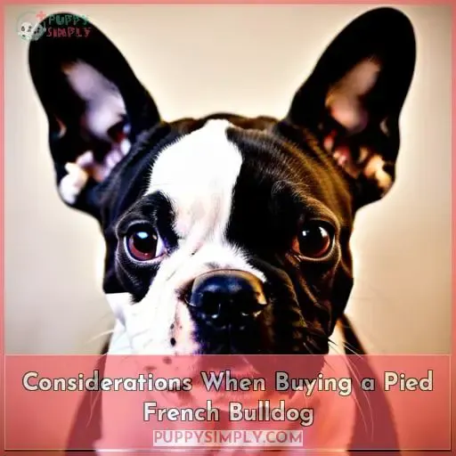 Considerations When Buying a Pied French Bulldog