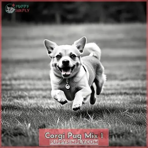 corgi pug mix 1