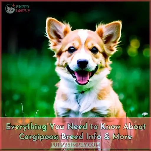 corgipoo