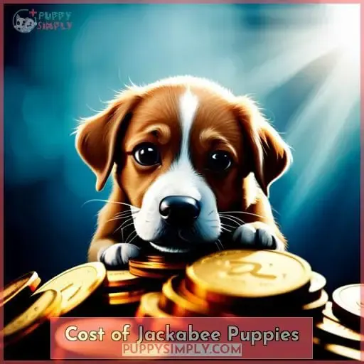 Cost of Jackabee Puppies