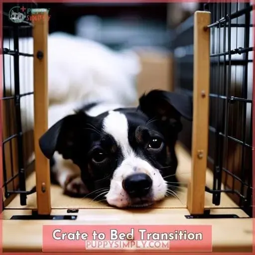 Crate to Bed Transition