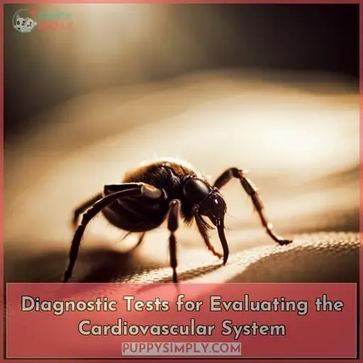 Diagnostic Tests for Evaluating the Cardiovascular System