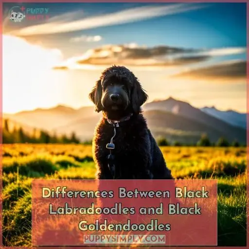 Differences Between Black Labradoodles and Black Goldendoodles