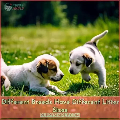 Different Breeds Have Different Litter Sizes