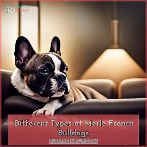 Different Types of Merle French Bulldogs