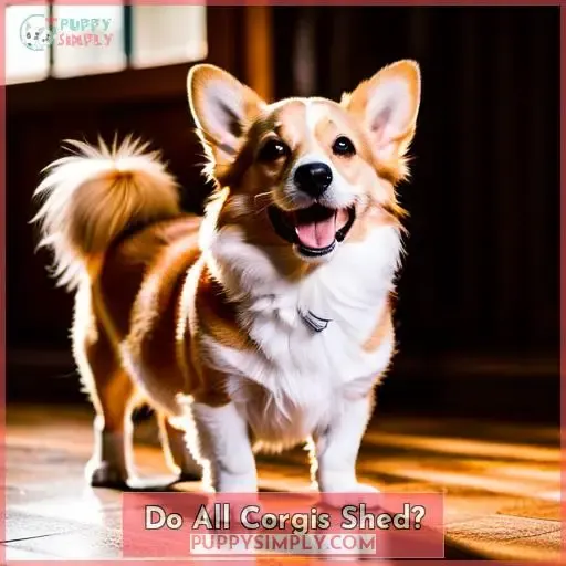 Do All Corgis Shed