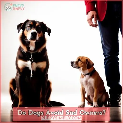 Do Dogs Avoid Sad Owners?