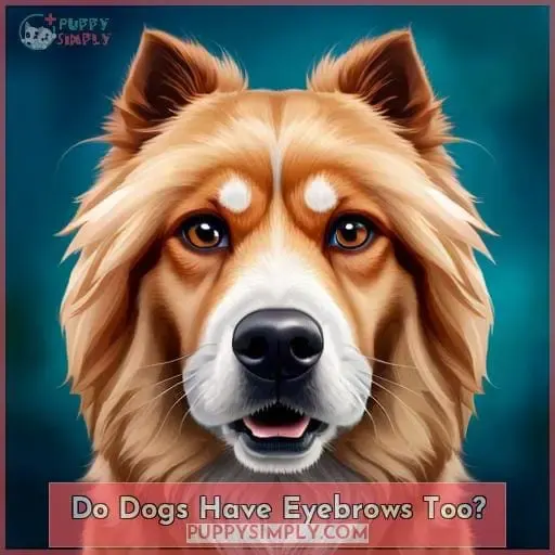 Do Dogs Have Eyebrows Too?