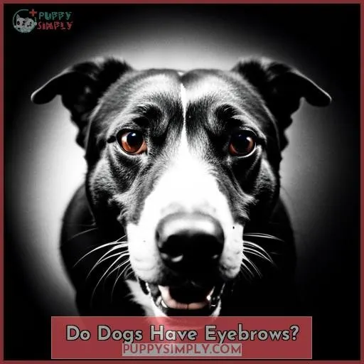 Do Dogs Have Eyebrows?