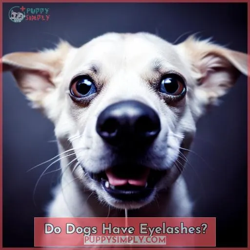 Do Dogs Have Eyelashes?