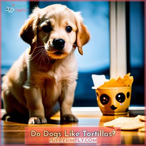 Do Dogs Like Tortillas